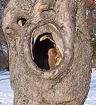 Hooo…, hoo…, hohles Holz!